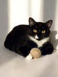 Natural Sisal Ball Cat Toy