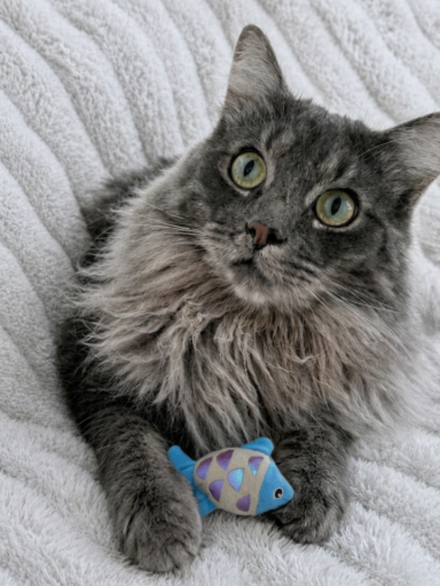 Plush Fish Shaped Cat Toy